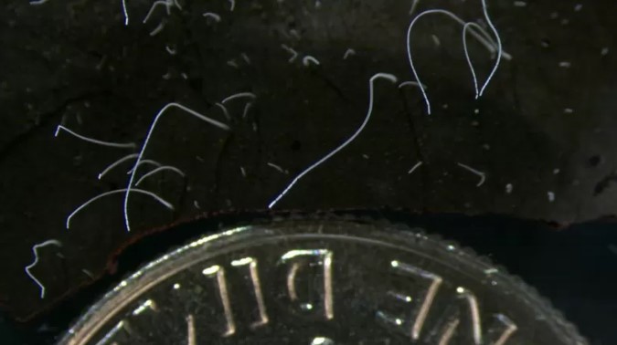 Na imagem acima, é possível ver a bactéria Thiomargarita magnifica (filamentos brancos) em comparação com uma moeda. Imagem: Lawrence Berkeley National Laboratory