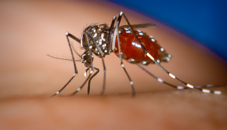 Arboviroses: Confira medidas para o combater o mosquito transmissor